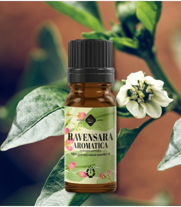 Ravensara ulei esenţial pur (ravensara aromatica) 10 ml
